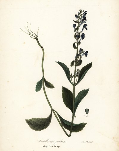 Hairy Scullcap, Scutellaria Elliptica (Scutellaria Pilosa) by Endicott Endicott