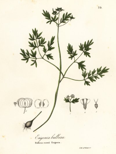 Harbinger of spring, pepper and salt or bulbous-rooted erigenia, Erigenia bulbosa by Endicott Endicott