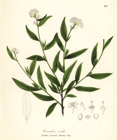 Jersey tea by Endicott Endicott