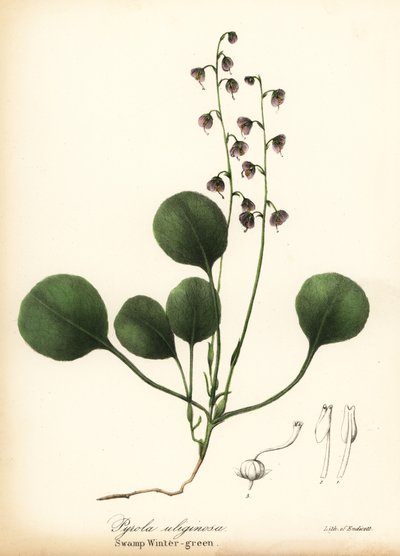 Liverleaf wintergreen, bog wintergreen or pink wintergreen, Pyrola asarifolia by Endicott Endicott
