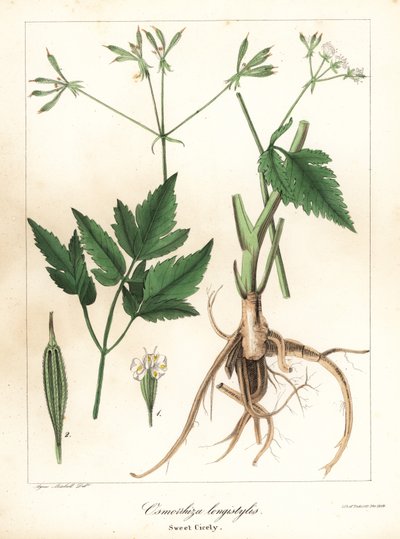 Long-Styled Sweet-Cicely, Longstyle Sweetroot or Sweet Cicely, Osmorhiza longistylis by Endicott Endicott