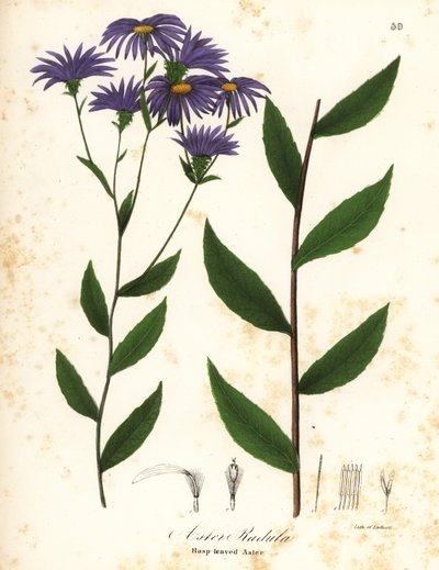 Low rough aster or rough wood aster, Eurybia radula by Endicott Endicott