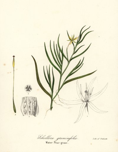Mud Plantain or Water Hyacinth, Heteranthera Dubia (Water Star-grass, Schollera Graminifolia) by Endicott Endicott