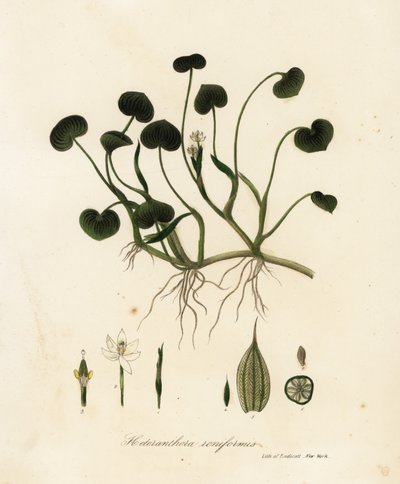 Mud plantain or water hyacinth by Endicott Endicott