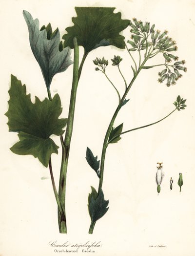 Pale Indian Plantain, Arnoglossum Atriplicifolium by Endicott Endicott