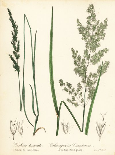 Prairie Wedgescale, Sphenopholis obtusata, and Canadian Reed-Grass, Calamagrostis canadensis by Endicott Endicott