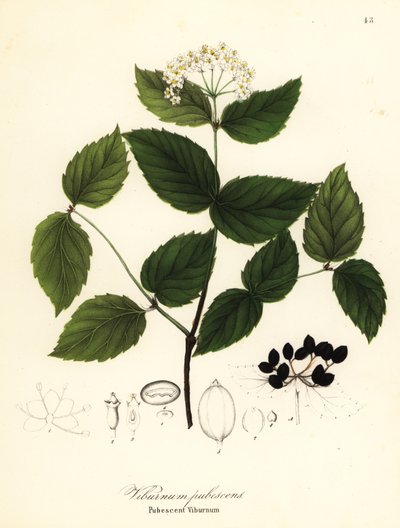 Pubescent viburnum by Endicott Endicott