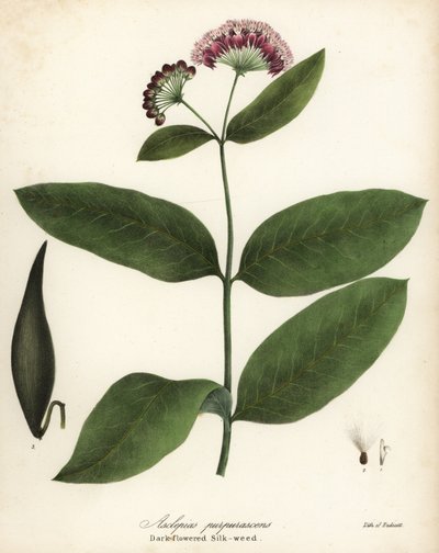 Purple Milkweed, Asclepias purpurascens by Endicott Endicott