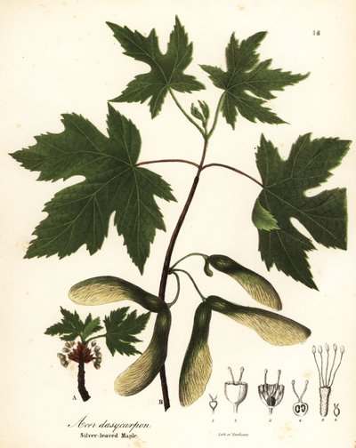 Silver Maple, Acer saccharinum by Endicott Endicott
