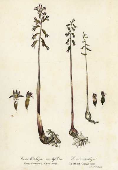 Spotted coralroot and fall coral-root by Endicott Endicott