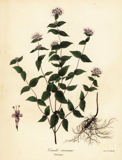 Stone mint, frost mint, dittany, and American dittany, Cunila origanoides by Endicott Endicott