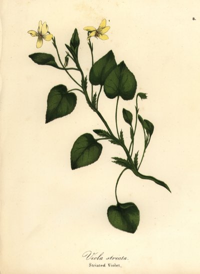 Striped cream violet, creamy violet or striated violet, Viola striata by Endicott Endicott