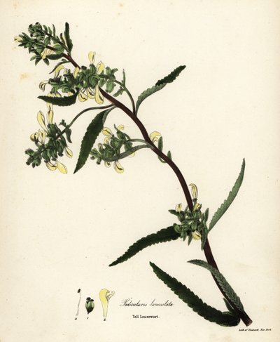 Tall Lousewort, Pedicularis lanceolata by Endicott Endicott