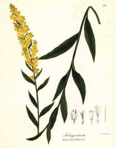 Wand Goldenrod, Willowleaf Goldenrod or Willow-leaved Golden-rod, Solidago Stricta by Endicott Endicott