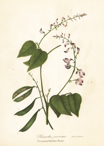 Wild Kidney Bean, Phaseolus polystachios (Perennial Kidney-Bean, Phaseolus perennis) by Endicott Endicott