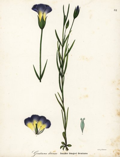 Windmill fringed gentian by Endicott Endicott