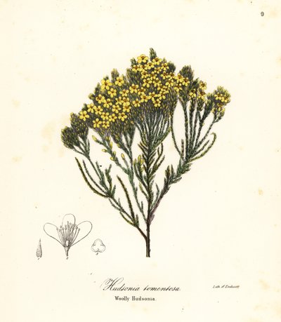 Woolly Beachheather, Beach Heather, Sand Heather or Woolly Hudsonia, Hudsonia Tomentosa by Endicott Endicott