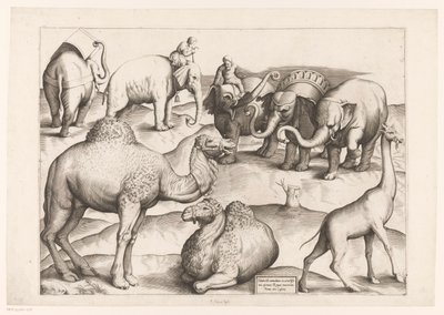 Eight Animals by Enea Vico (attributed to)