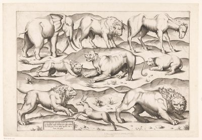 Nine Wild Animals by Enea Vico (attributed to)