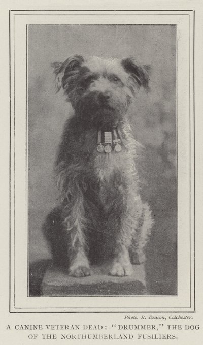 A Canine Veteran Dead, Drummer, the Dog of the Northumberland Fusiliers by English Photographer
