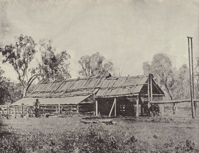 A Primitive Shearing-Shed by English Photographer