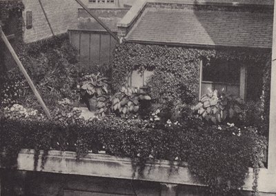 A Roof Garden by English Photographer