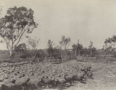 A Sheep Station in Southern Queensland by English Photographer
