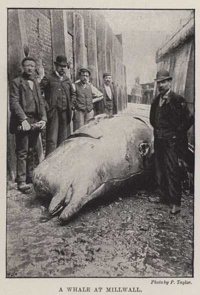 A Whale at Millwall by English Photographer