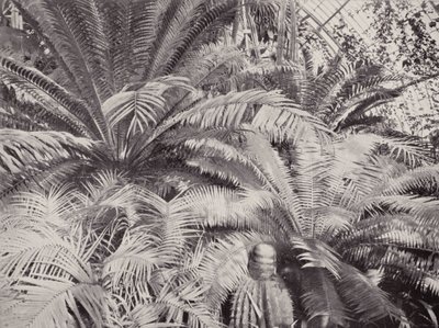 A Group of Cycads in the Palm House at Kew by English Photographer