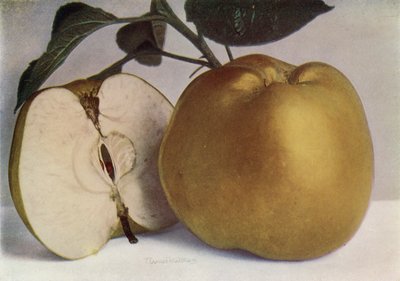 Apple, Lord Derby by English Photographer