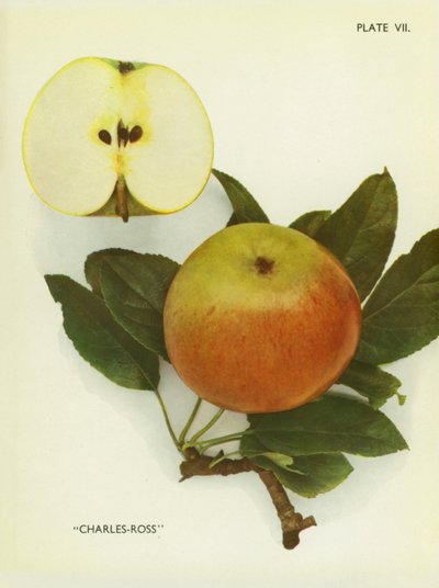 Apples of England: Charles-Ross by English Photographer