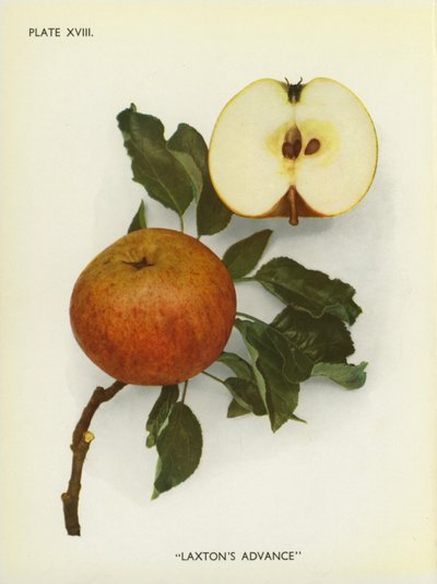 Apples of England: Laxton
