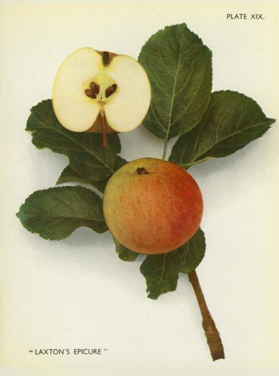 Apples of England: Laxton