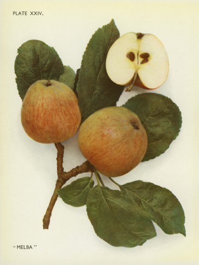 Apples of England: Melba by English Photographer