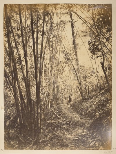 Bamboo Forest on the Teesta. Views of Darjeeling, 1870