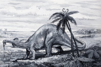Brontosaurus by English Photographer