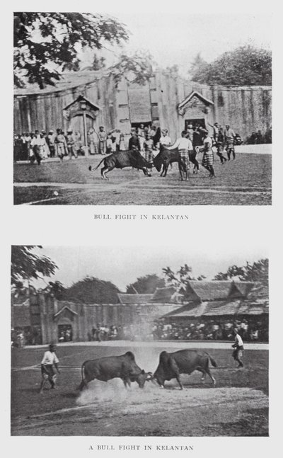 Bull Fight in Kelantan by English Photographer