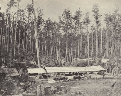 Childers Sawmill, Gippsland by English Photographer