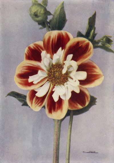 Collerette Dahlia, Gallia by English Photographer