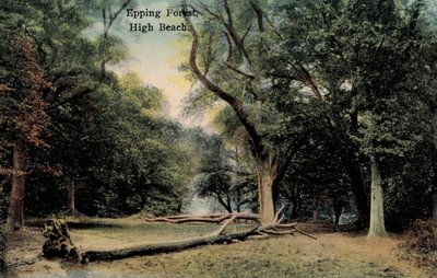 Epping Forest, High Beach by English Photographer