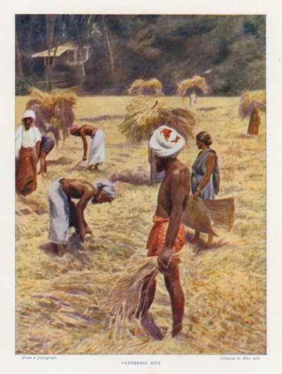Gathering Rice by English Photographer
