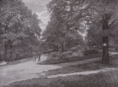 In Queens Wood, Highgate by English Photographer