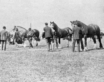 Judging Shire Horses at the Oxfordshire Agricultural Show by English Photographer