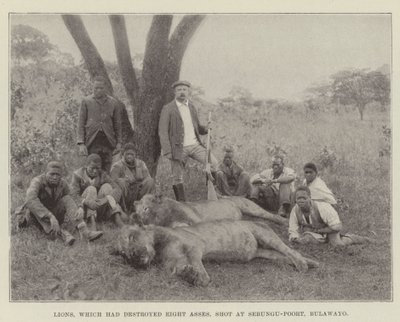 Lions, which had destroyed Eight Asses, shot at Sebungu-Poort, Bulawayo by English Photographer