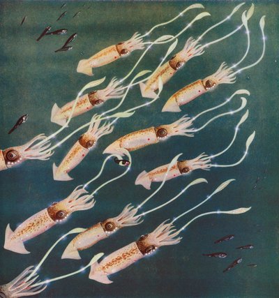 Luminous Squids or Cuttle-Fishes in the Sea of Japan by English Photographer