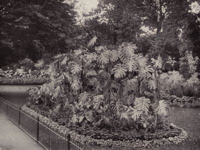 Monstera Deliciosa in Battersea Park by English Photographer