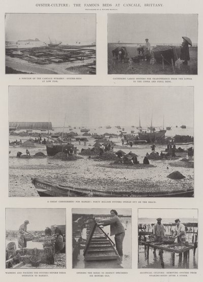 Oyster-Culture, the Famous Beds at Cancale, Brittany by English Photographer