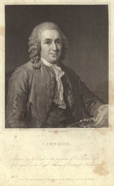Portrait of Carl Linnaeus by English Photographer