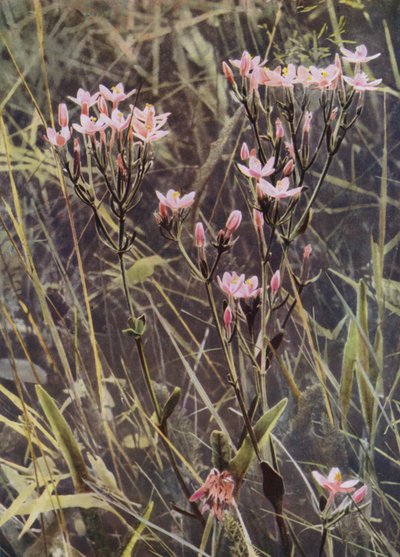 Red Centaury by English Photographer