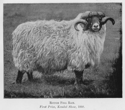 Rough Fell Ram, First Prize, Kendal Show by English Photographer